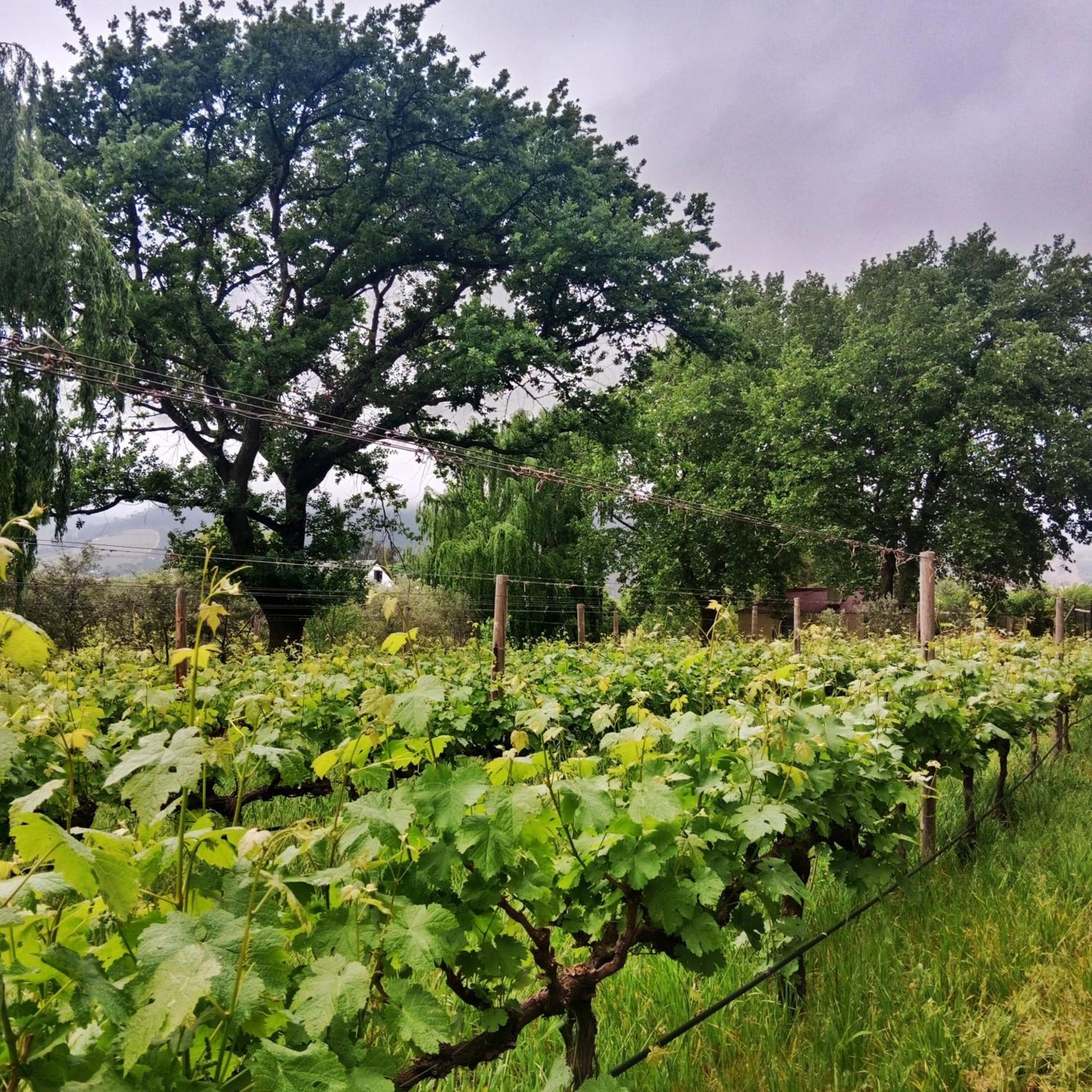 Cabernet Cottage Be Still And Know Franschhoek Luaran gambar