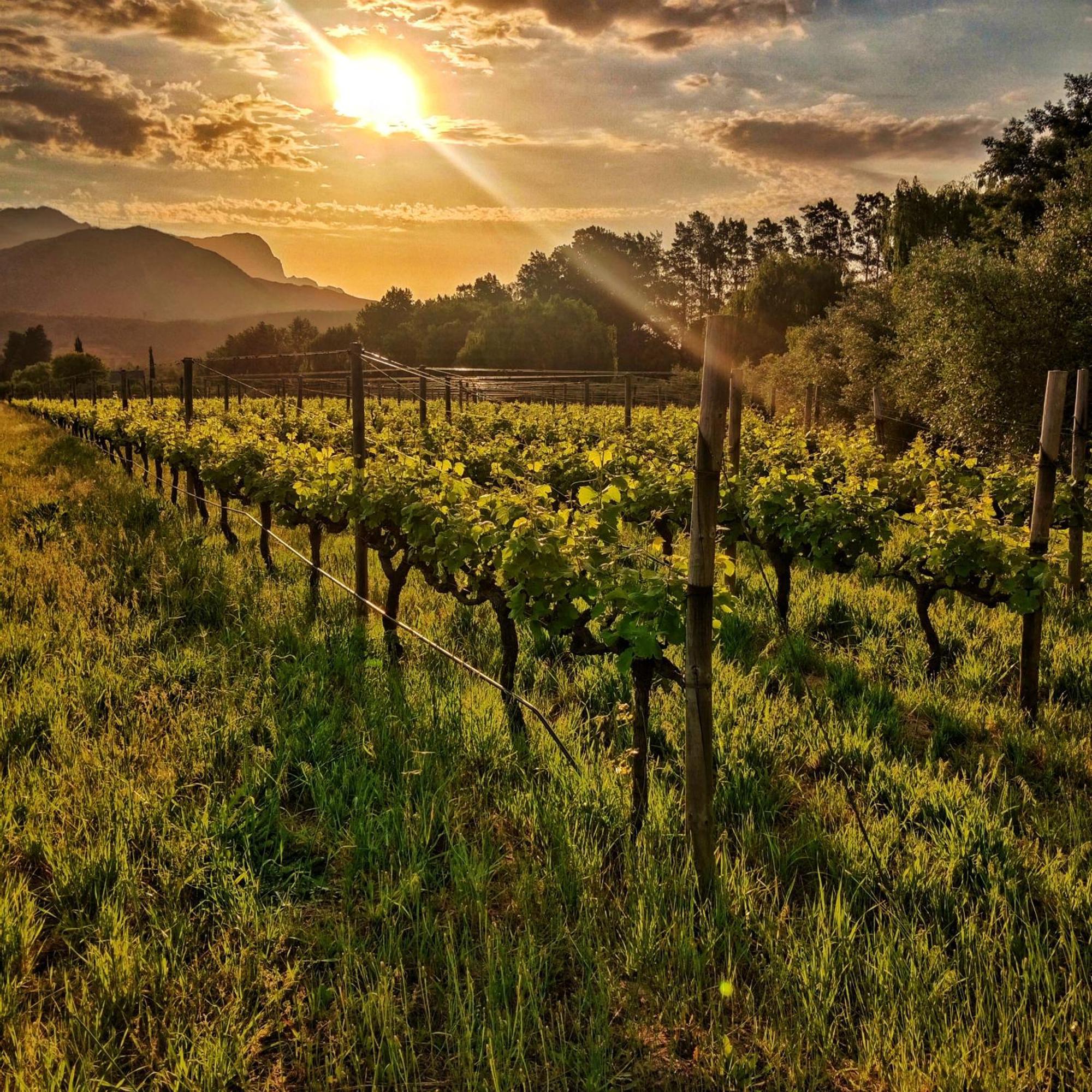 Cabernet Cottage Be Still And Know Franschhoek Luaran gambar